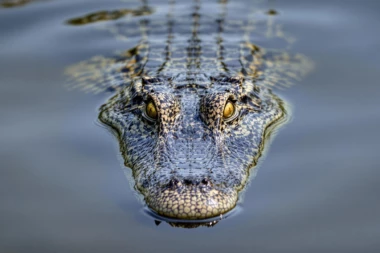 KROKODIL U CENTRU NIŠA! Građani uspaničeno zvali zbog tropske životinje koja je mirno ležala u bari...  A ONDA JE USLEDIO JOŠ VEĆI ŠOK